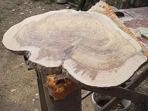 Журнальный столик из капа ангорской сосны