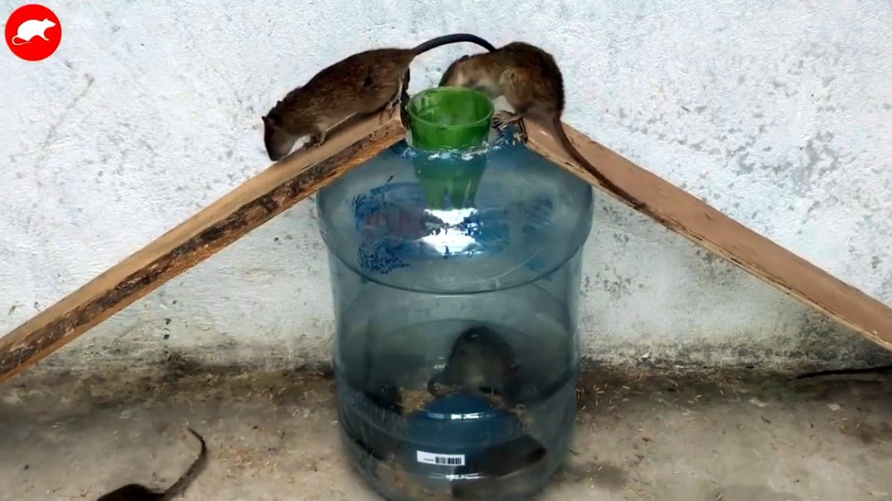 Ловят мышей видео. ЛОВУШКА для мышей из бутылки 20 литров. ЛОВУШКА для Криса. Самодельная ЛОВУШКА для мышей. Самодельные ловушки для крыс.